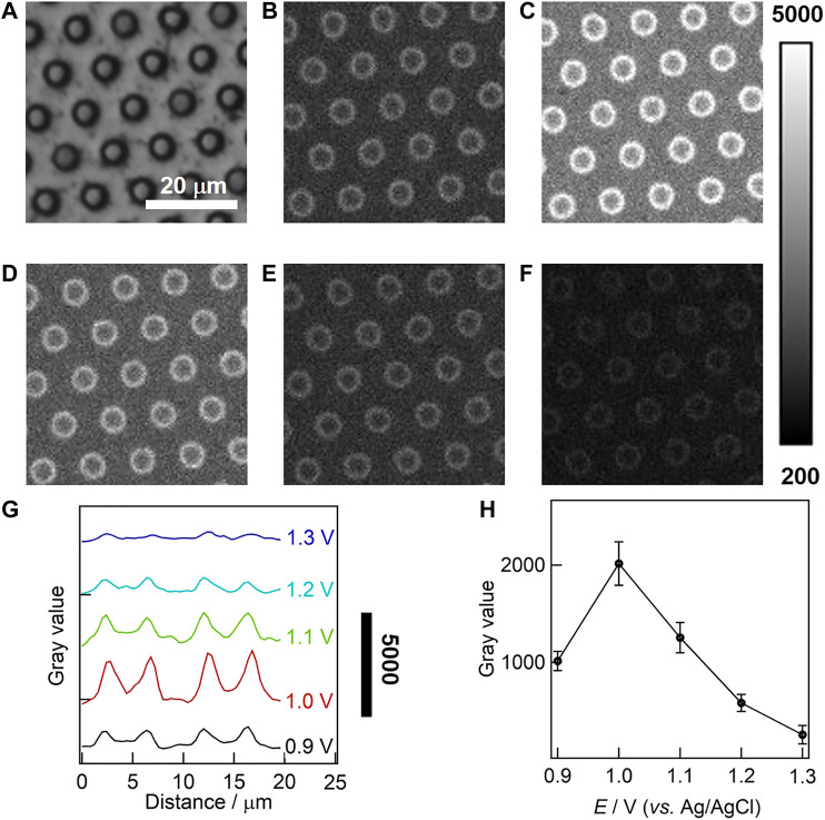 FIGURE 4