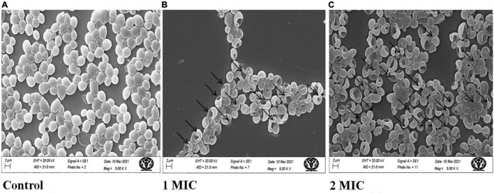 FIGURE 2