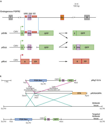 FIGURE 1.