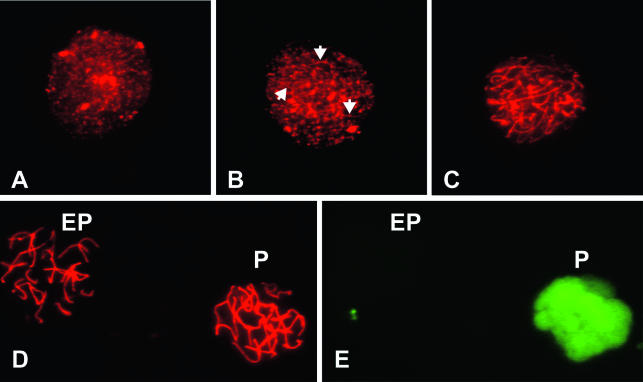 FIG. 8.