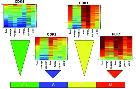 Fig. (5). Examples arrest at each stage of the cell cycle due to inhibition of specific kinases.