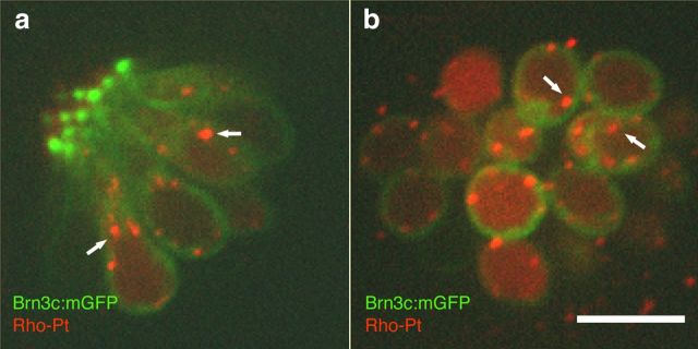 Figure 4.