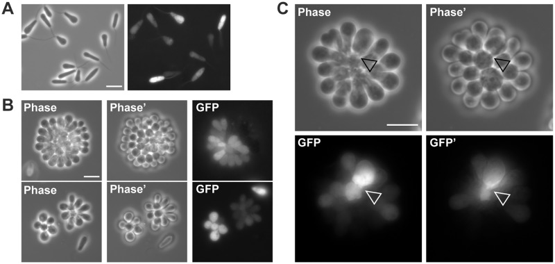 Fig 2