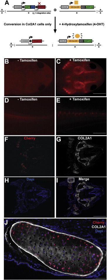 Figure 5