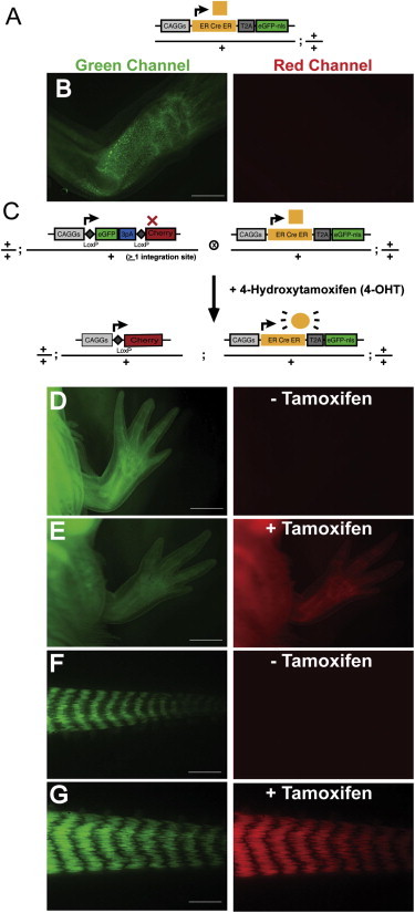 Figure 4