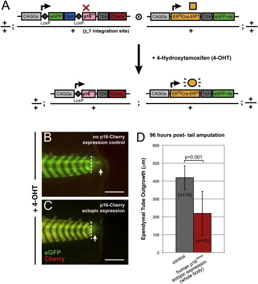 Figure 6