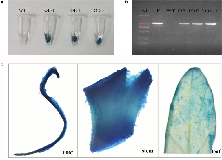 FIGURE 1