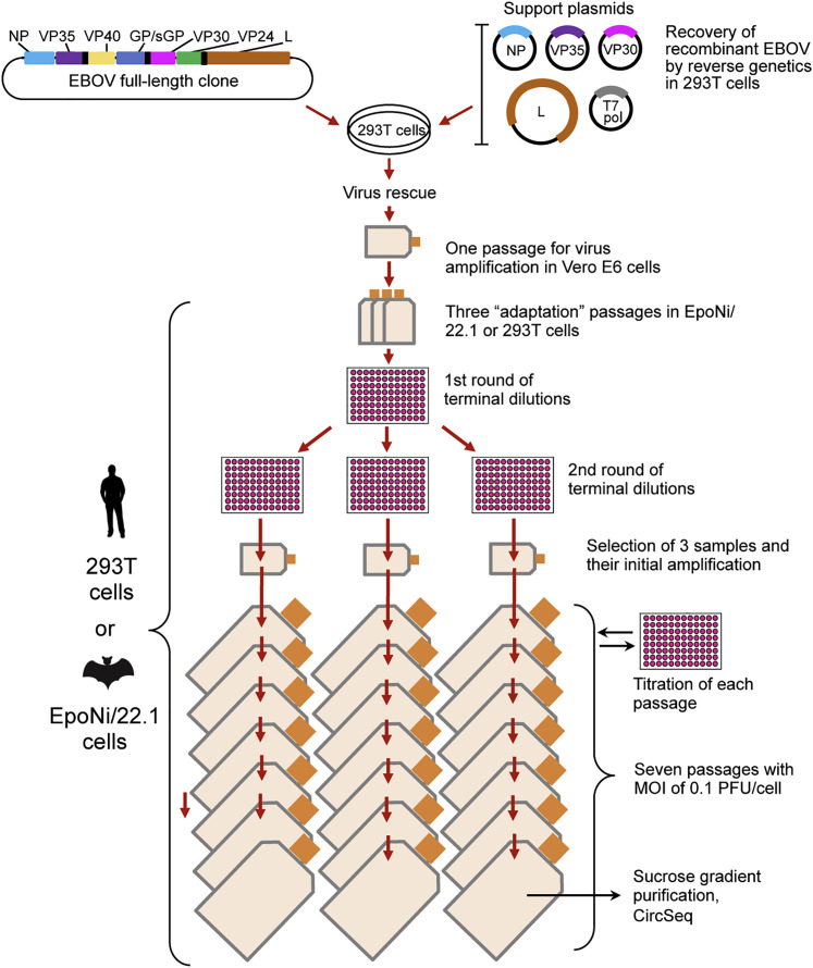 Figure 1