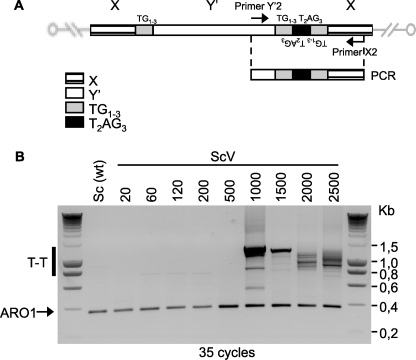 FIGURE 4.