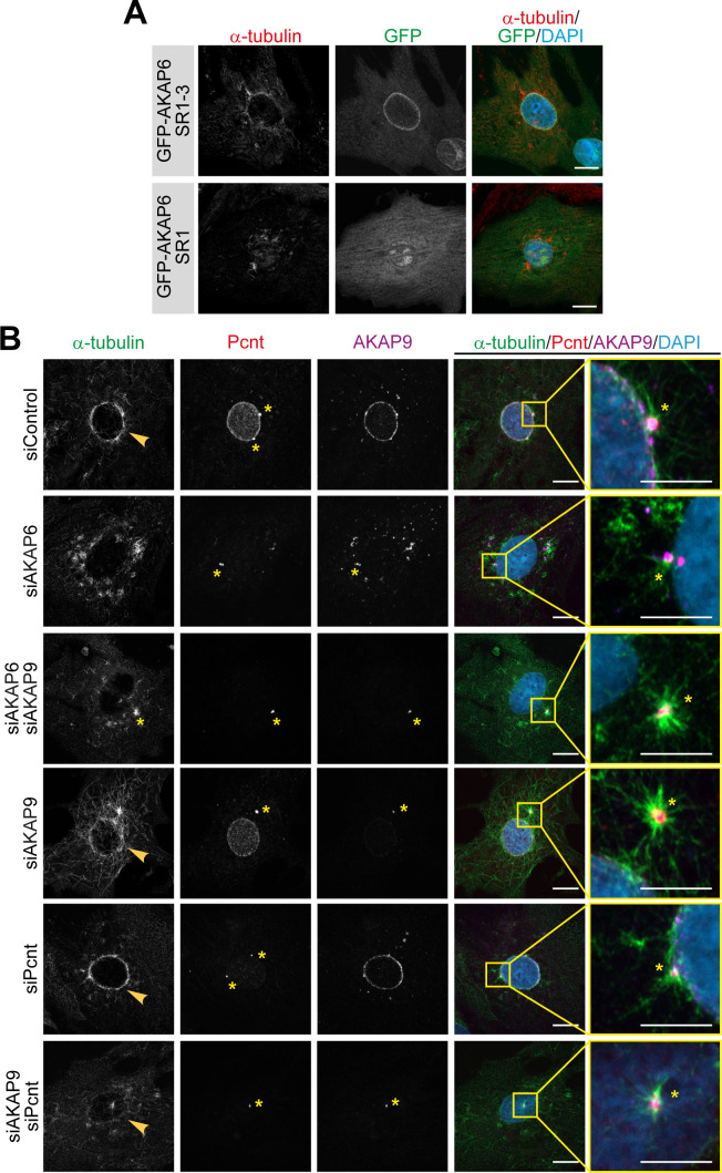 Figure 4—figure supplement 1.