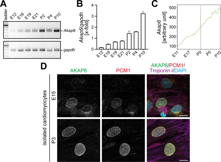 Figure 1—figure supplement 1.