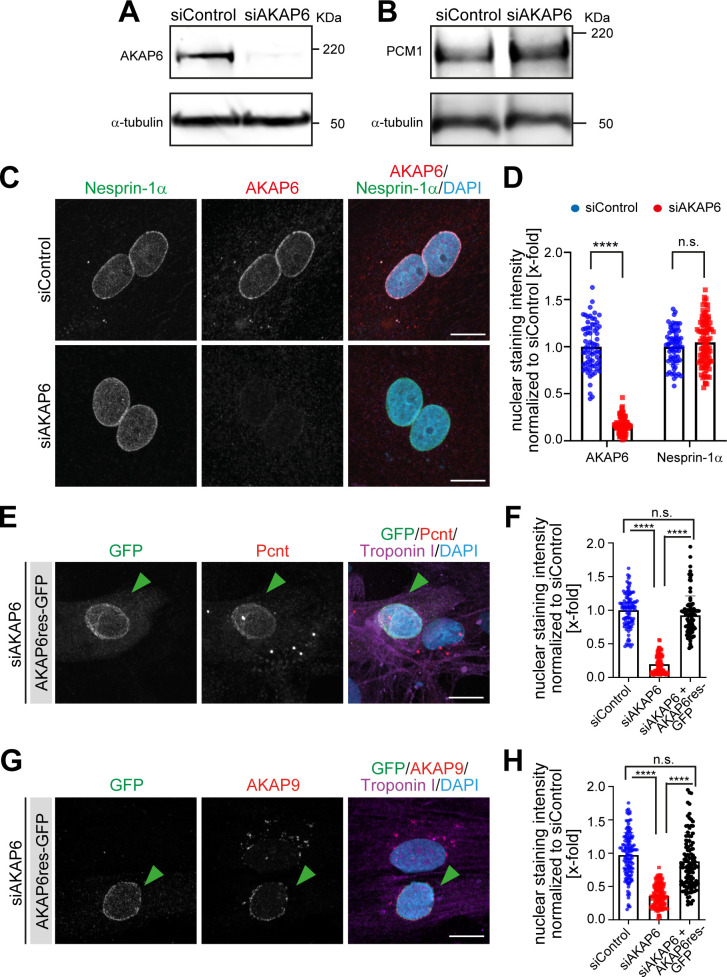 Figure 1—figure supplement 2.