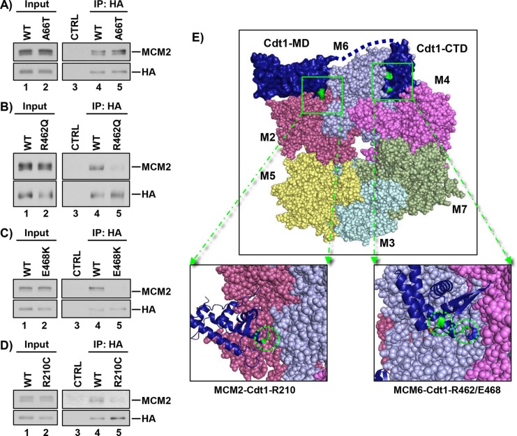 FIGURE 4: