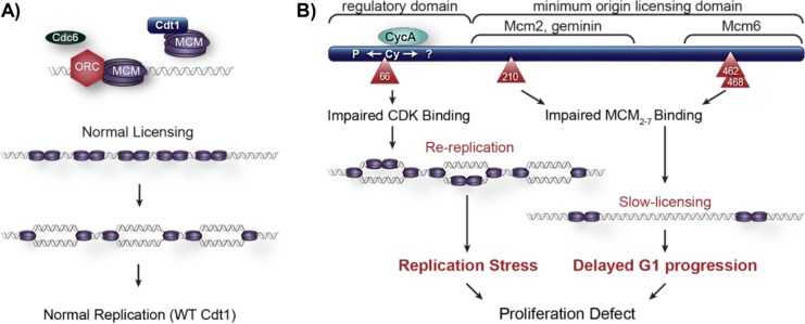 FIGURE 7: