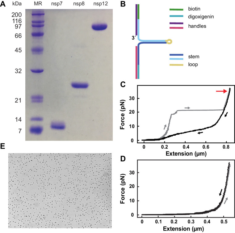 Figure 1—figure supplement 1.