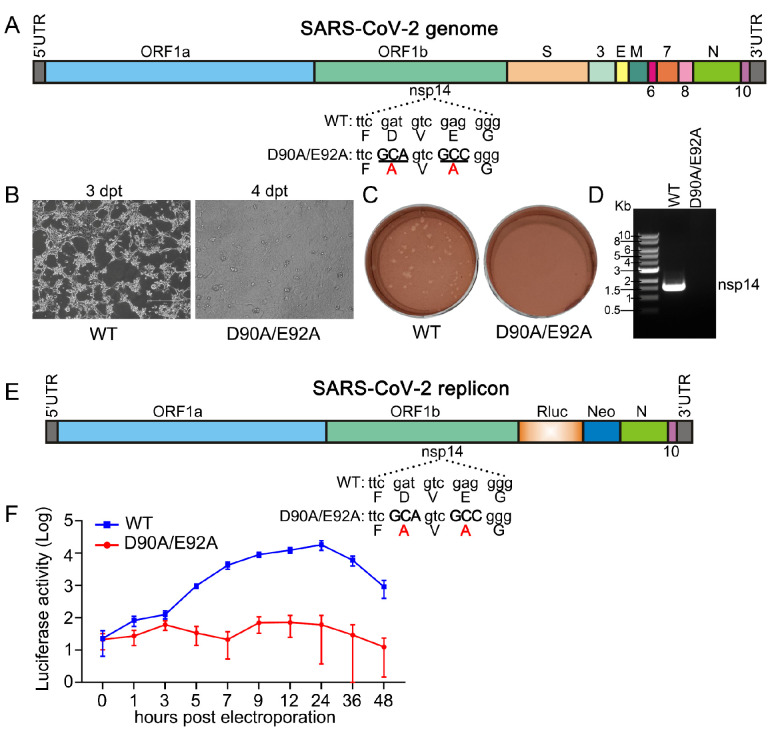 Figure 6—figure supplement 4.