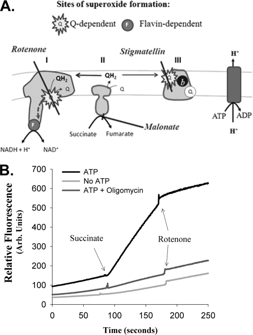 FIGURE 1.