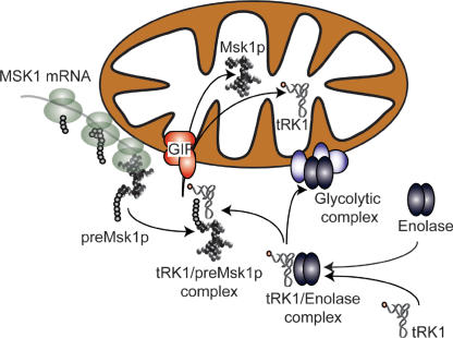 Figure 7.