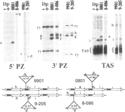 graphic file with name pnas01141-0325-a.jpg