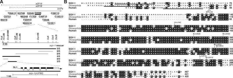 Fig 1.