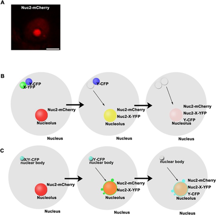 FIGURE 1: