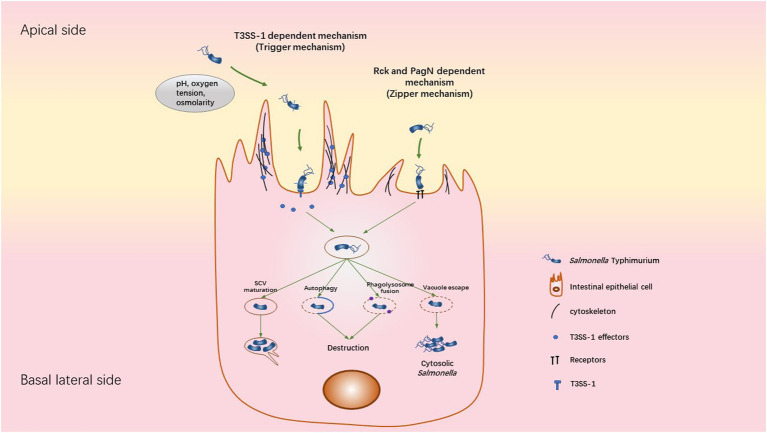 Figure 2