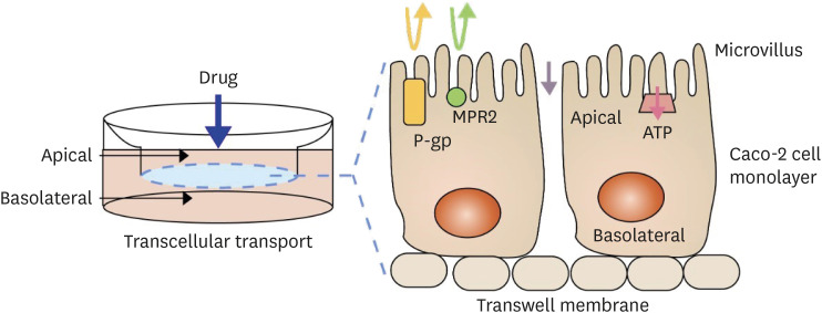 Figure 2