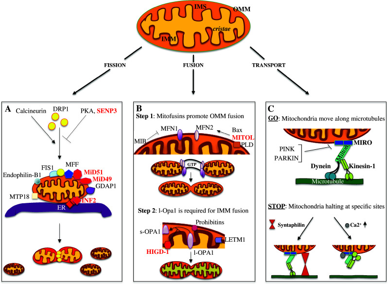 Fig. 1