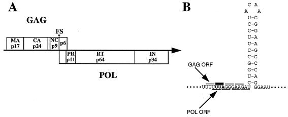 FIG. 1