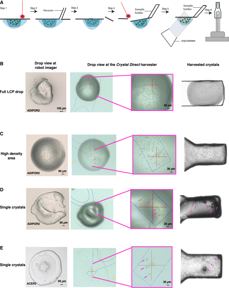 Figure 4