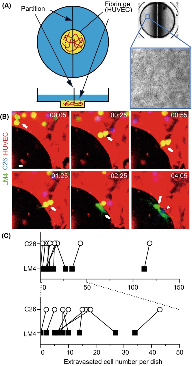 FIGURE 2