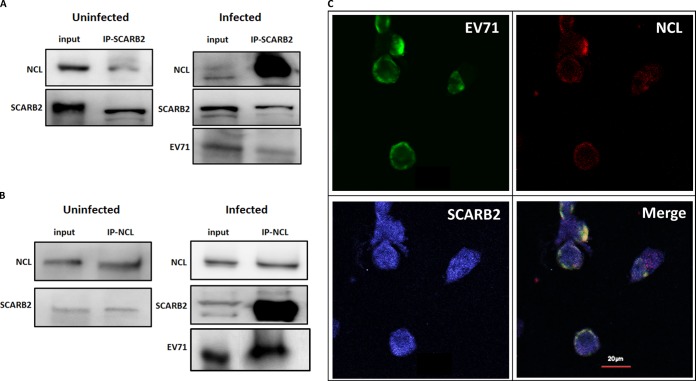 FIG 6