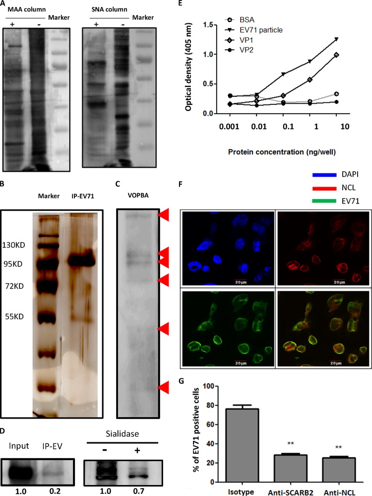 FIG 1