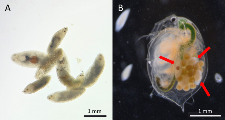 The typhloplanid flatworm Strongylostoma simplex