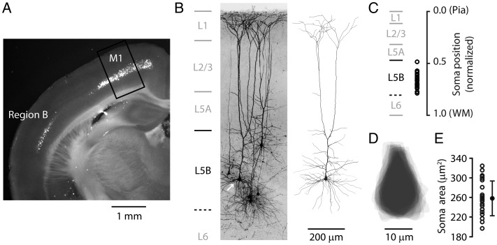 Figure 1.