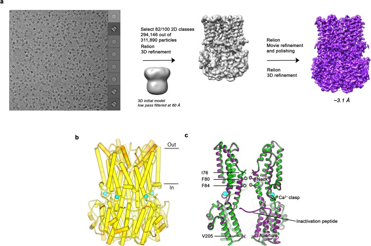 Figure 1—figure supplement 1.