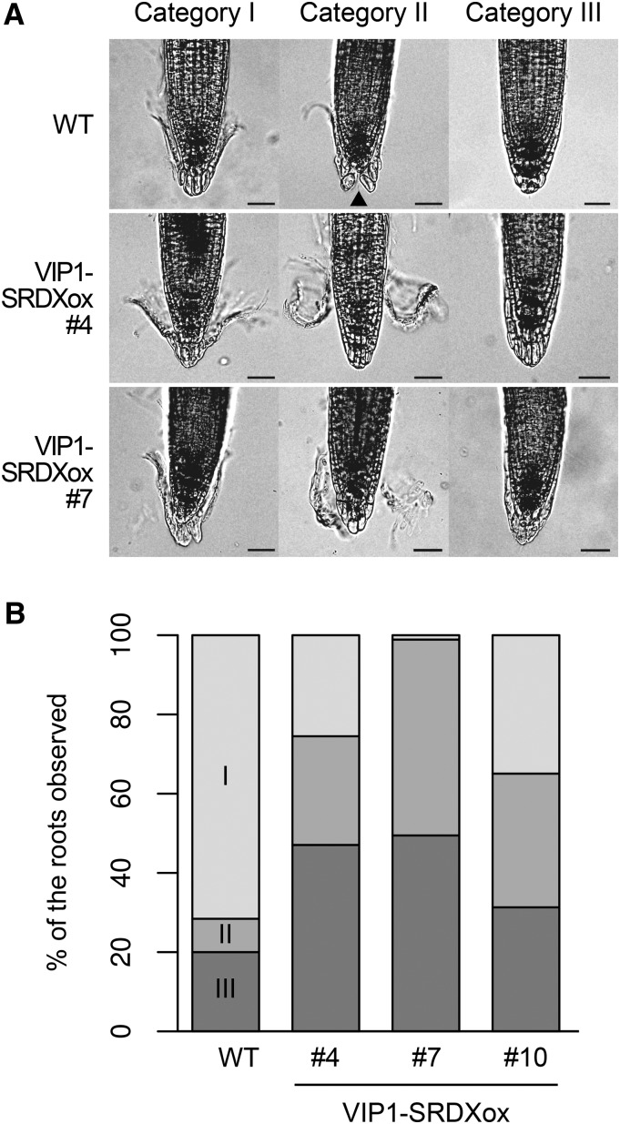 Figure 7.