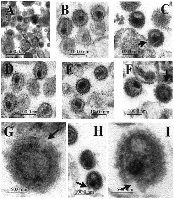 FIG. 8.