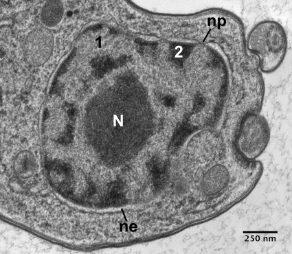 FIG. 5.