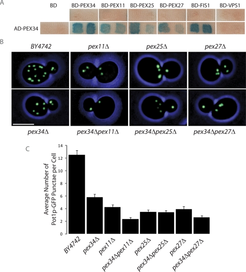 FIGURE 3: