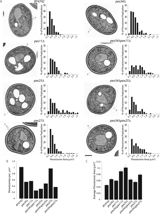 FIGURE 4: