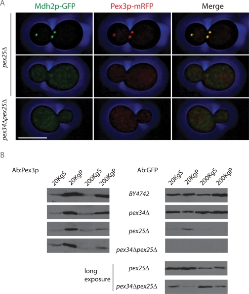 FIGURE 6: