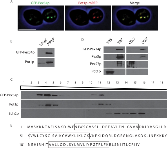 FIGURE 1: