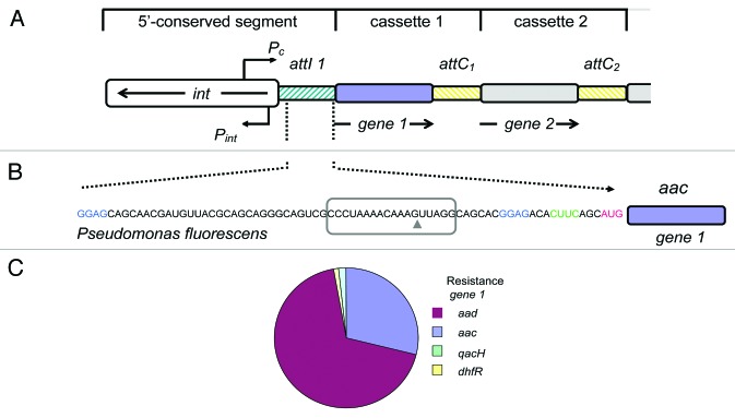 graphic file with name rna-10-1266-g2.jpg