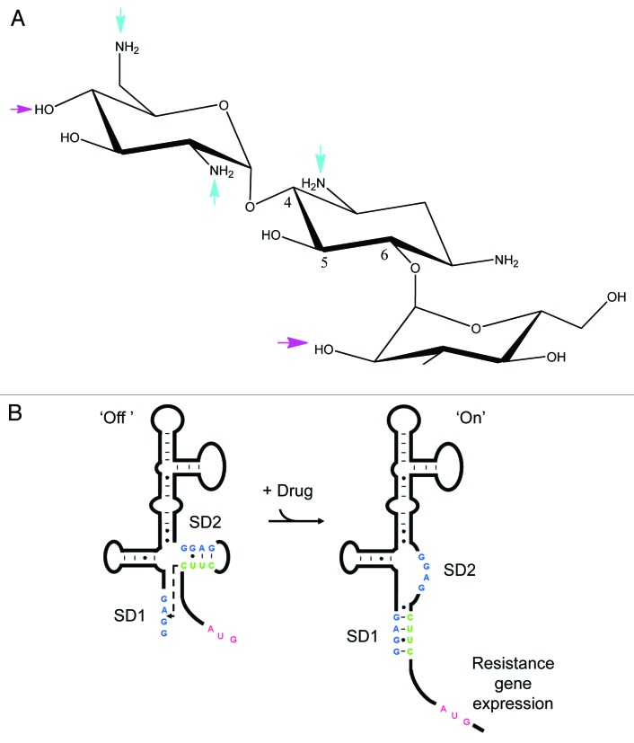 graphic file with name rna-10-1266-g1.jpg