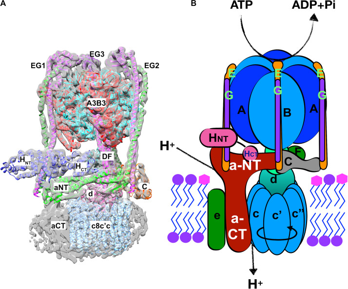 FIGURE 2