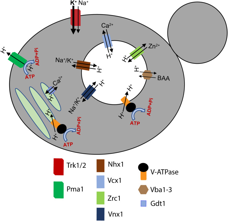 FIGURE 3