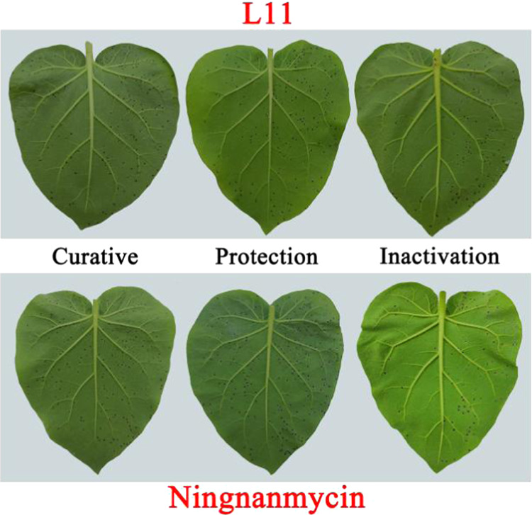 Figure 4