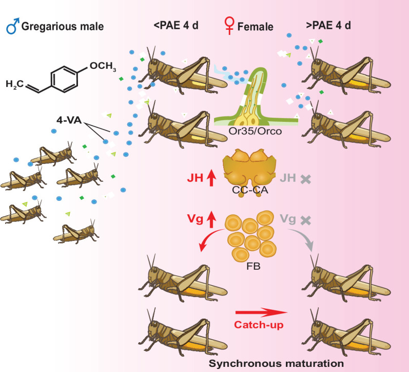 Figure 5.