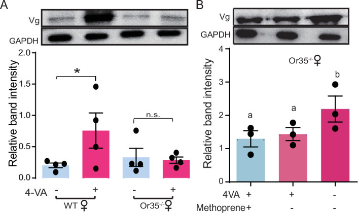 Figure 4—figure supplement 1.